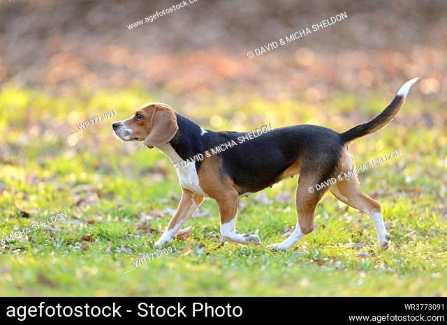 Beagle in garden