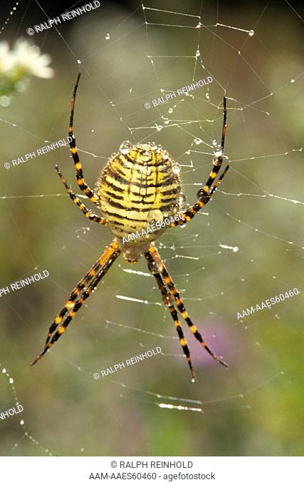 Banded Argiope Orb Weaver Spider Scarborough, Ontario