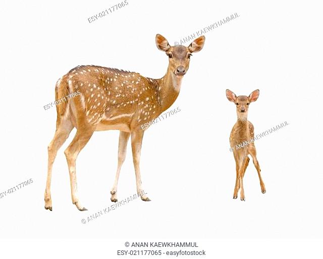 axis deer isolated