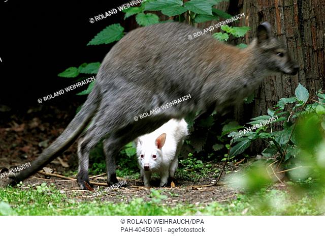 A young albino kangaroo and its mother jump around in trheir enclosure at the zoo in Duisburg, Germany, 24 June 2013. The probability of a kangaroo being born...