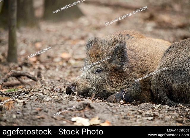 Wild boar (Sus scrofa) in a forest, Bavaria, Germany, Europe
