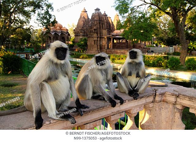 Hanuman langur Presbytis entellus, Common langur, Grey langur, adults sitting on balustrade in front of Hindu temple, Mandore Garden, Jodhpur, Rajasthan, India