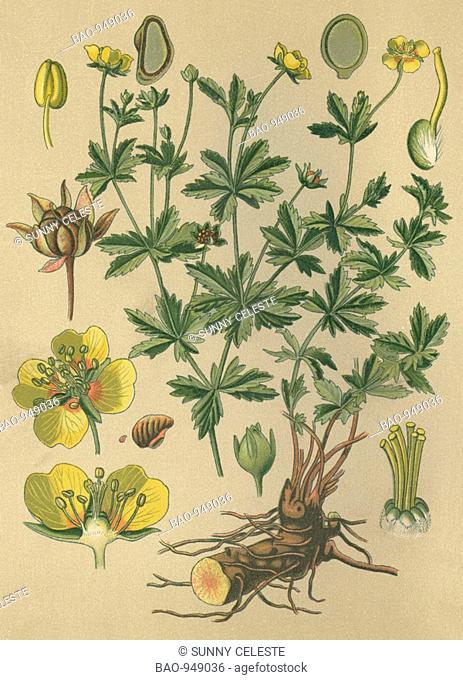 Historical chromo image 1880 of medicinal plant Bloodroot, Erect cinquefoil, Septfoil, Tormentill, potentilla, potentilla erecta