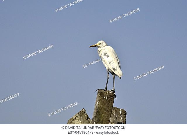 Egrets in the banks of Brahmaputra river