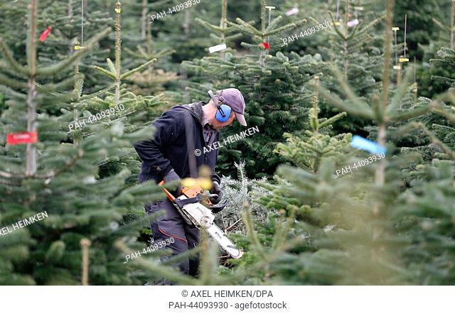 A lumberjack logs a Christmas tree with a chainsaw in his hand in Kühren, Germany, 15 November 2013. The Christmas tree season has begun