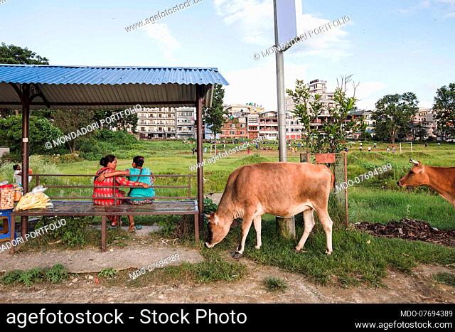 A cow near two women hugging each other on a bench. Pokhara (Nepal), August 19th 2019