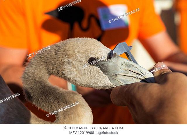 Greater Flamingo - the beak of an apparently relaxed immature is measured during a medical check and the ringing procedure - at the Laguna de Fuente de Piedra...