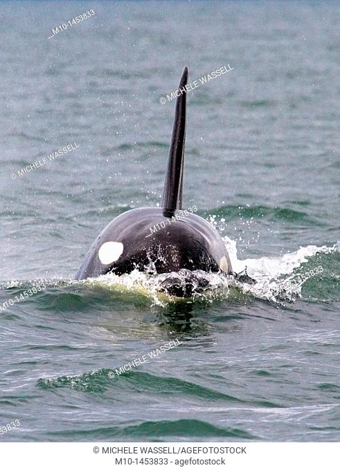 Orca heading towards us