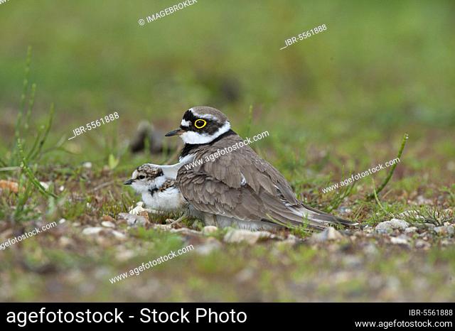 Little ringed plover (Charadrius dubius) adult, with chicks protected under feathers, Norfolk, England, Great Britain