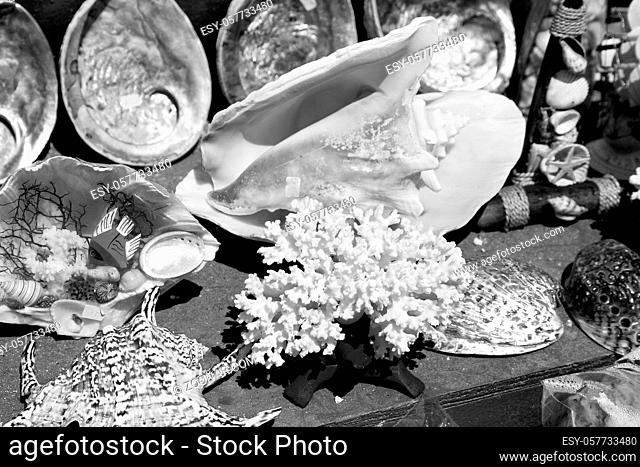 full in market old table shell and sealife in sale