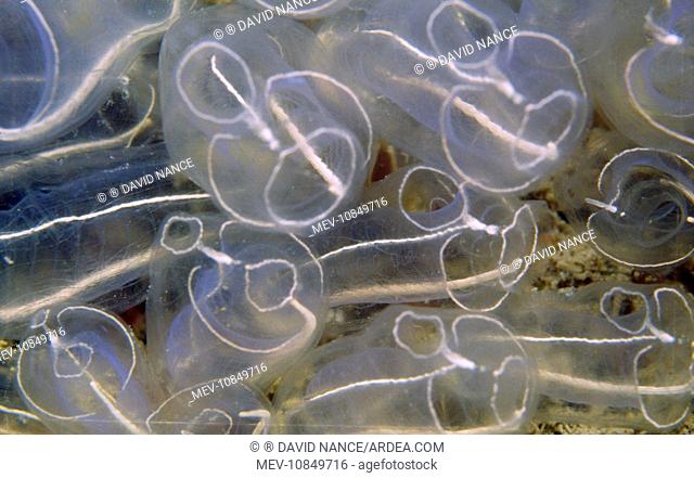 Light bulb Sea Squirt / Tunicate (Clavelina lepadiformis)