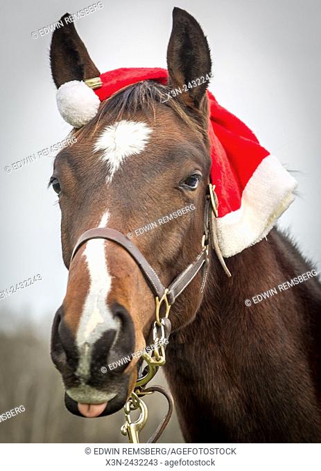 Close-up of Horse with tongue sticking out with a santa hat in Ellicott City, Maryland, USA