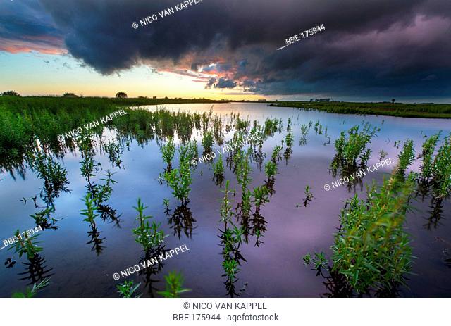 seasonal marshland along the haringvliet river in the Dutch delta after sunset