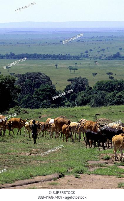 Kenya, Masai Mara, Masai Village, Masai Boys Herding Cattle