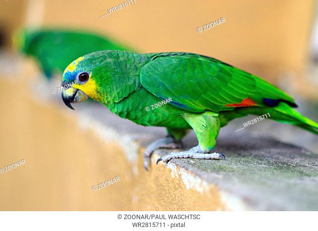 Green parrot, Yellow-chevroned Parakeet, Brotogeris chiriri sitting on a stone wall, Kuala Lumpur Bi