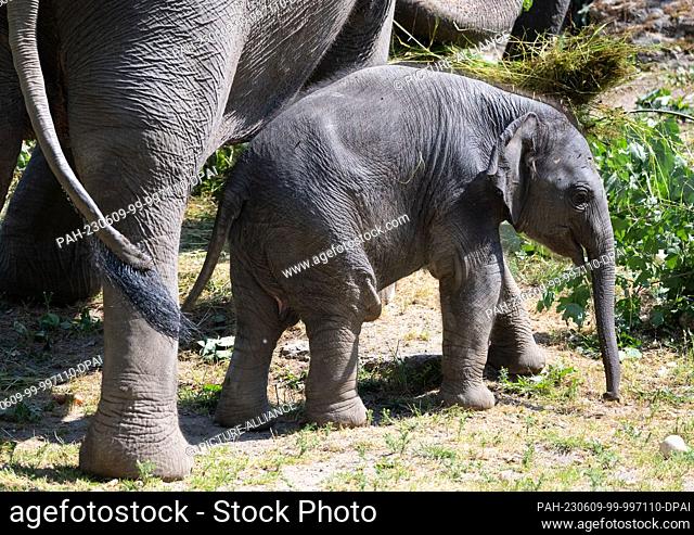 09 June 2023, Saxony, Leipzig: Zaya, the youngest elephant in Leipzig Zoo's herd, explores the elephant enclosure alongside his mother, lead cow Kewa