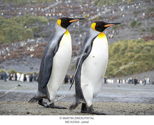King Penguin (Aptenodytes patagonicus) on the island of South Georgia, the rookery on Salisbury Plain in the Bay of Isles
