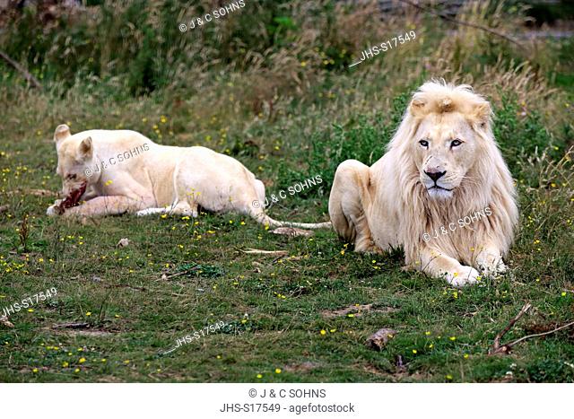 Lion, White Form, (Panthera leo), adult couple, female feeding, Africa