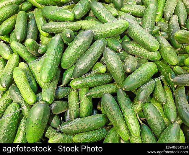 A pile of greenhouse cucumbers as a background