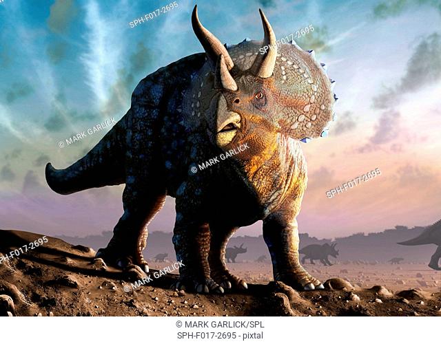Artwork of a triceratops horridus dinosaur. These animals were common in the late Cretaceous period, from around 70 million years ago until the extinction of...