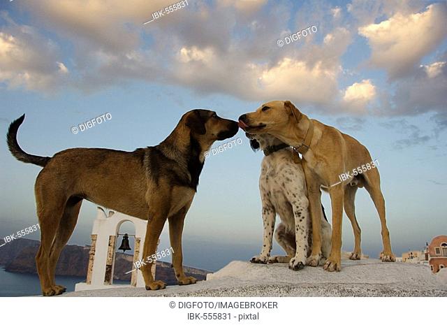 Stray dogs, Oia, Santorini, Cyclades, Aegean Sea, Greece