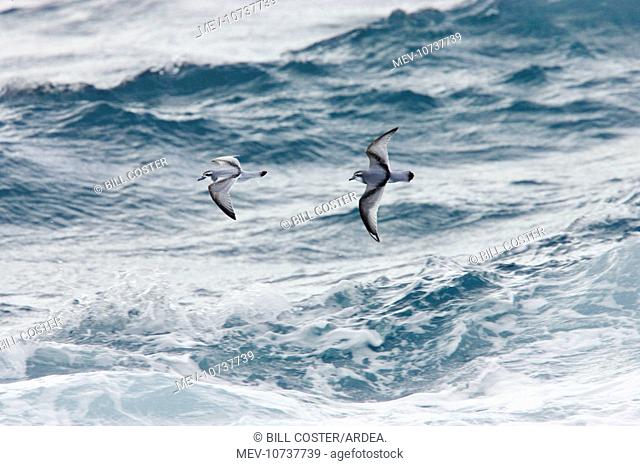Antarctic Prion - In flight over sea (Pachyptila desolata)