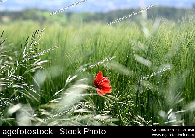 01 June 2023, Baden-Württemberg, Engen: A poppy flower grows in a field. People in Baden-Württemberg can look forward to sunny and dry weather on the weekend