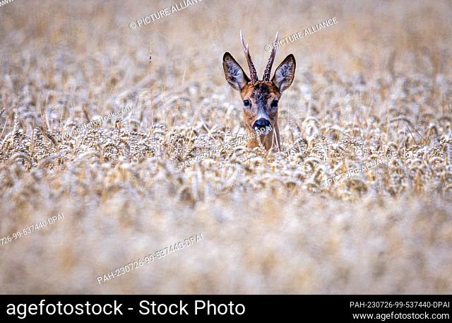26 July 2023, Mecklenburg-Western Pomerania, Vellahn: A roebuck looks out of a wheat field ready for harvest. Due to rainfall in recent days and overly wet...