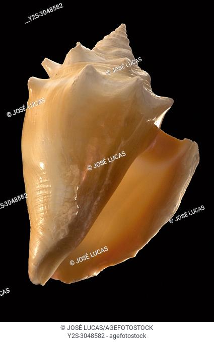 Seashell of Strombus pugilis, Malacology collection, Spain, Europe