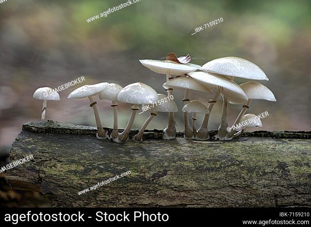 Porcelain fungi (Oudemansiella mucida), Emsland, Lower Saxony, Germany, Europe