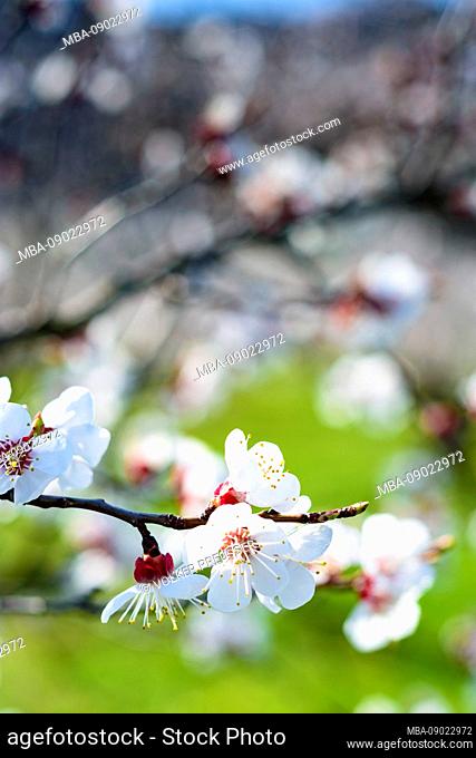 Rossatz-Arnsdorf: apricot (apricot) trees blossom, apricot blossom, orchard in Wachau, Lower Austria, Lower Austria, Austria