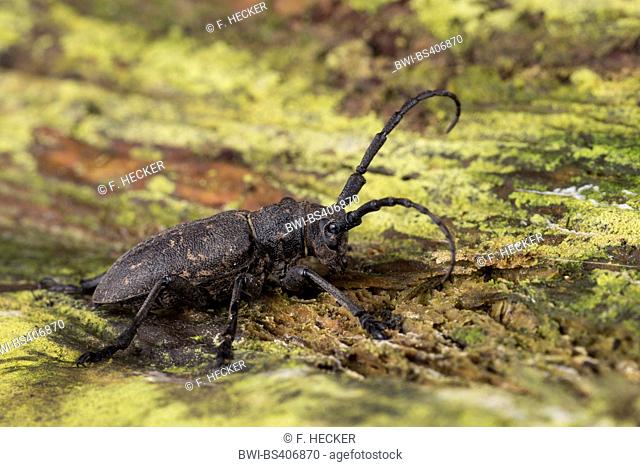 Weaver beetle (Lamia textor, Pachystola textor), on deadwood, Germany