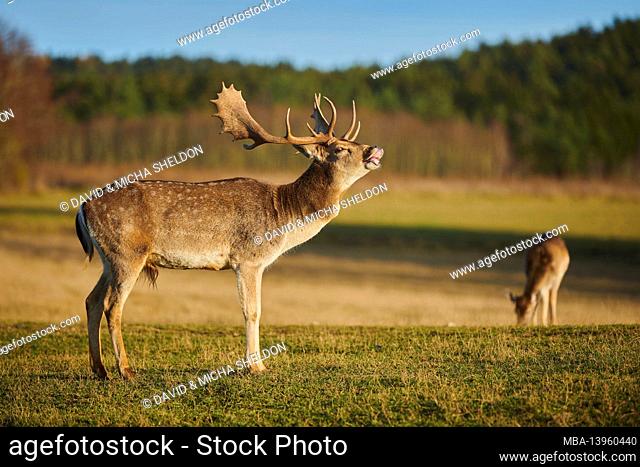 Fallow deer (Dama dama), meadow, stand, plead