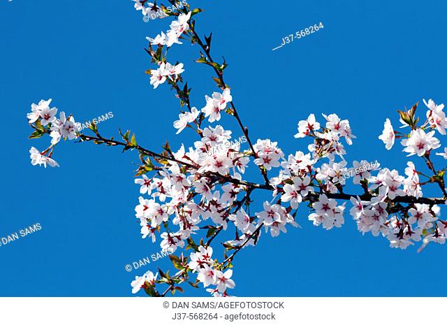 Branch of winter flowering cherry (Prunus subhirtella)