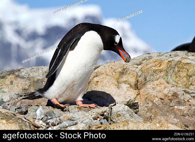 Gentoo penguin male who is a stone for the construction of the nest