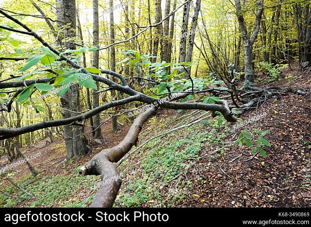 Beech tree forest near Mormanno, Calabria, Italy