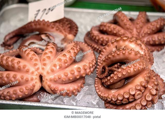 Octopus, Osaka Prefecture, Japan, Asia