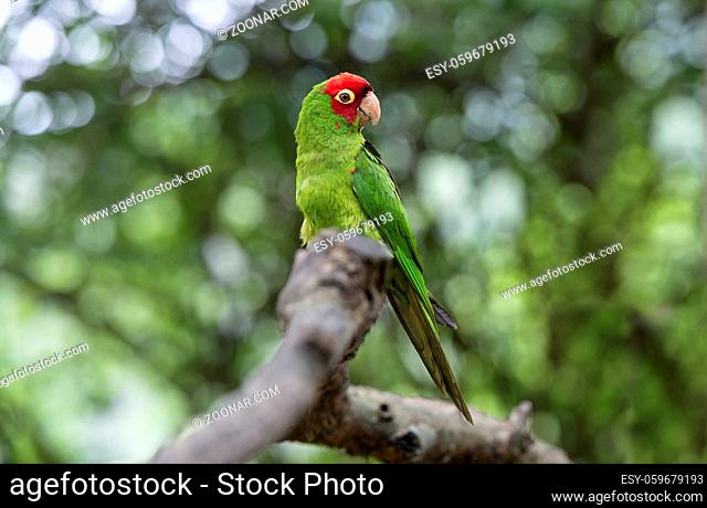Guayaquilsittich (Psittacara erythrogenys), Familie der Papageien (Psittacidae), Jorupe Naturreserve, Ecuador / Red-masked parakeet (Psittacara erythrogenys)