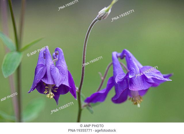 Columbine Aquilegia vulgaris - Guillestre, Alps, Hautes-Alpes, Provence-Alpes-CÃ–te dÄ±Azur, France, Europe