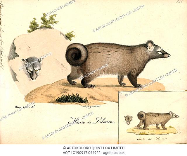 Paradoxurus typus, Print, The Asian palm civet (Paradoxurus hermaphroditus)  is a small viverrid..., Stock Photo, Picture And Rights Managed Image. Pic.  AQT-LC190917-044922 | agefotostock