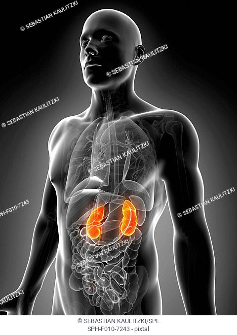 Human kidneys, computer illustration