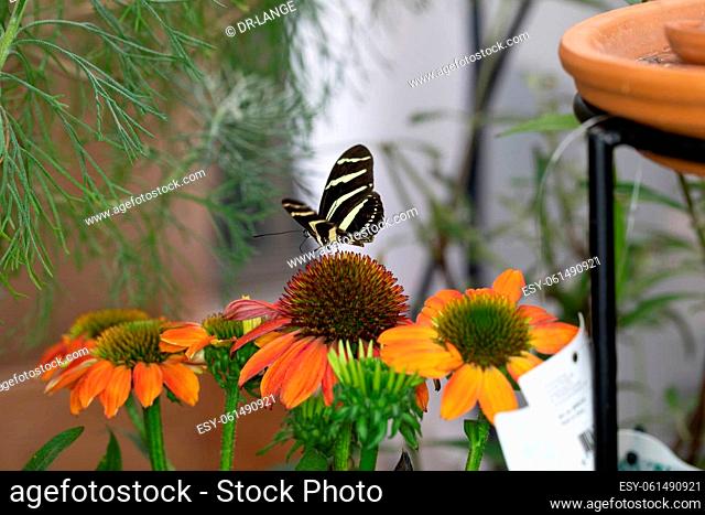 colorful exotic butterfly on flowers