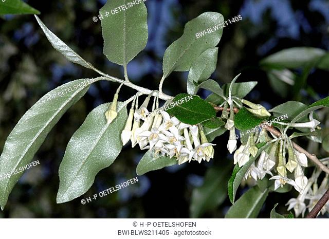 autumn-olive, autumn oleaster, autum olive Elaeagnus umbellata, blooming twig