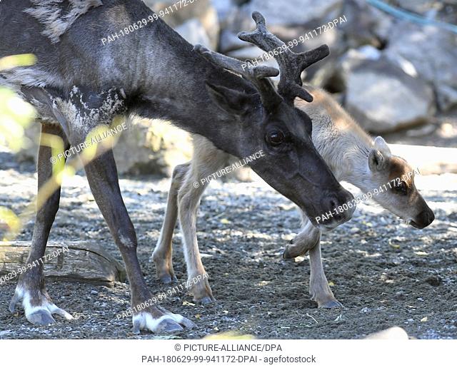 29 June 2018, Germany, Hanover: The Caribou cub Schmidtchen explores the Yukon Bay outdoor area with its mother Takkini at Hanover Adventure Zoo