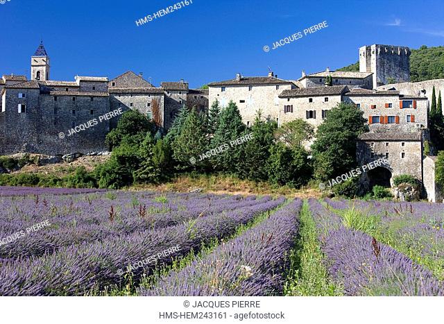 France, Gard, Montclus, lavander cultivation