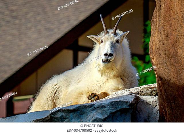 White mountain goat Stock Photos and Images | agefotostock