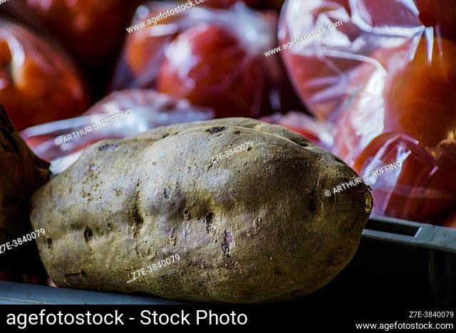 Sweet potato (Ipomoea batatas). Nuku Hiva, Marquesas islands, French Polynesia