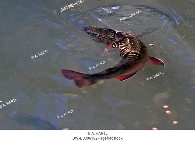 brook trout, brook char, brook charr (Salvelinus fontinalis), breeding animal feeding artificial food, Germany, Bavaria