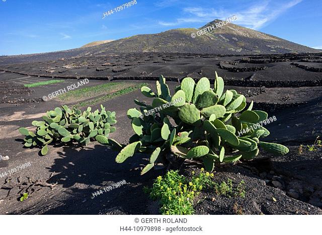 La Geria, Spain, Europe, Canary islands, Lanzarote, volcano earth, volcano ground, volcanical, wine-growing, stone walls, cacti