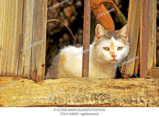 Cat in abandoned village, Leon province, Castilla-Leon, Spain